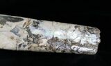 Free-Standing Baculite - Pierre Shale #6103-2